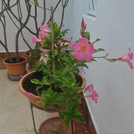 Anna Maria Holiday home *